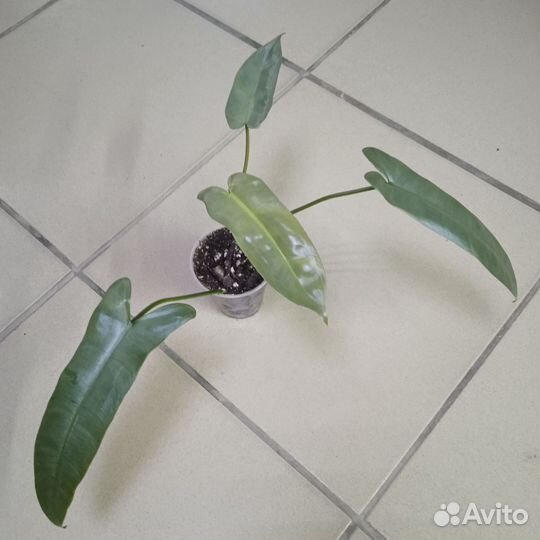 Филодендроны и монстеры