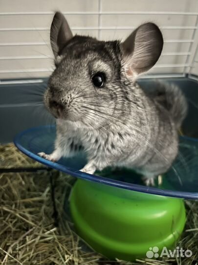 Шиншилла от заводчика стандартный окрас