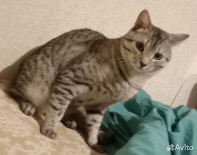 В добрые руки