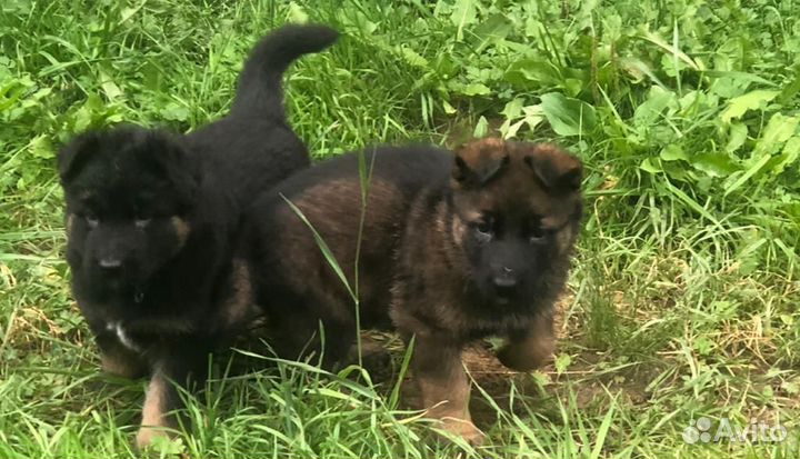 Немецкая овчарка