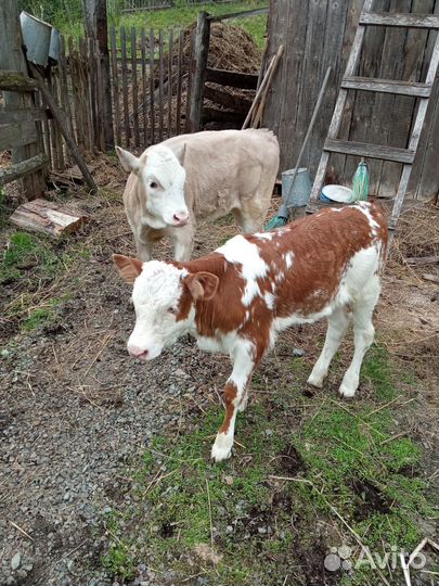Продам телят, быка и коров