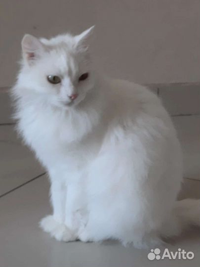 Василиса ищет дом