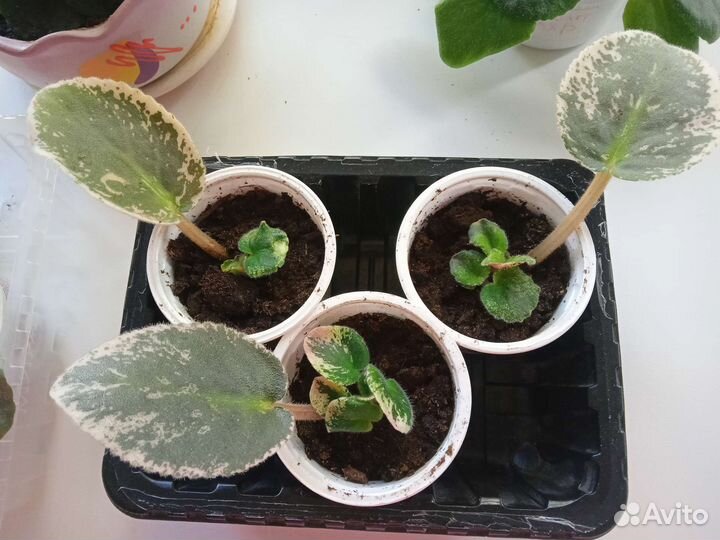 Сортовые фиалки сенполии