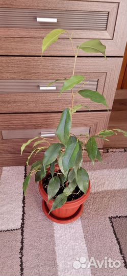 Фикус бенджамина