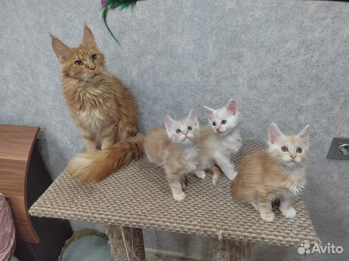 Котята мейн-кун