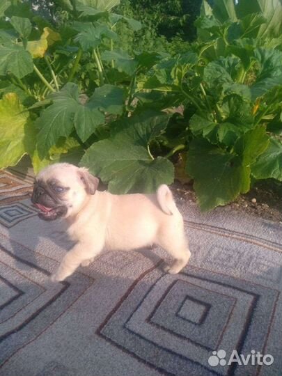 Щенки мопса