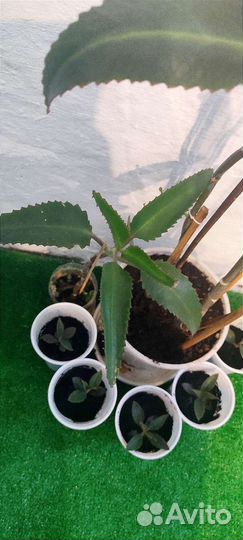 Каланхоэ лечебное