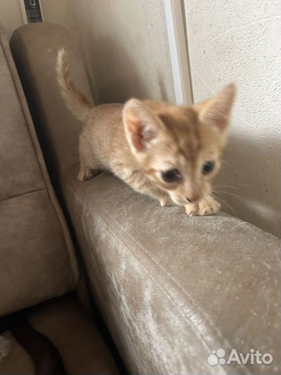 Отдам котят в добрые руки