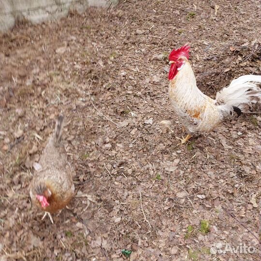 Петух породы Легбар
