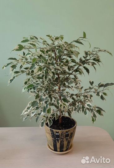 Укорененные черенки фикуса бенджамина Твайлайт