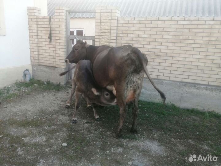 Корова дойная с теленком