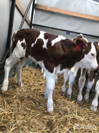 Телята бычки сименталлы