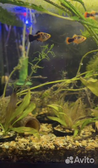 Аквариум с рыбками