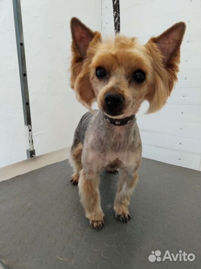 Груминг собак и кошек