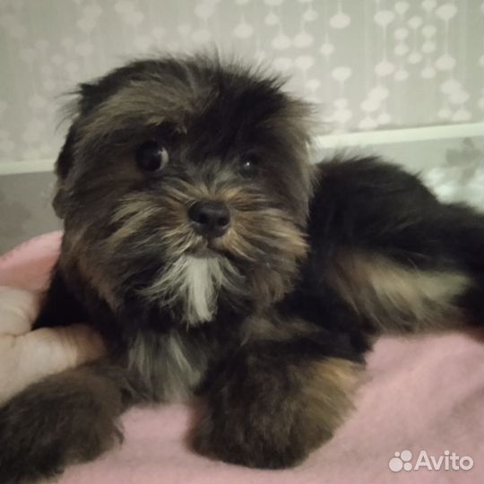 Цветные йорки