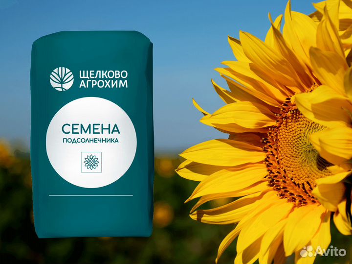 Кречет гибрид подсолнечника