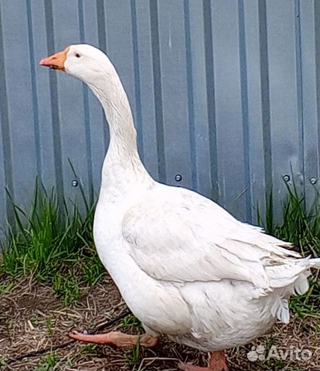Продам гусят в семье
