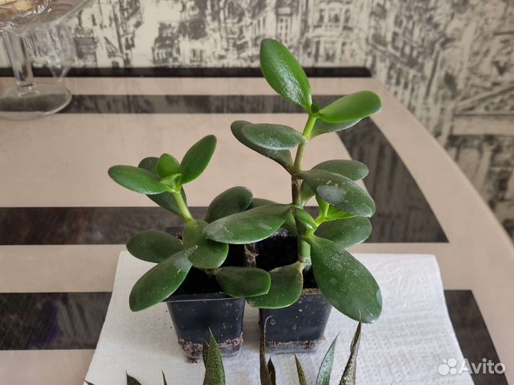 Комнатные цветы