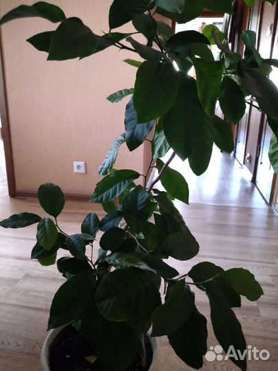 Мандариновое дерево