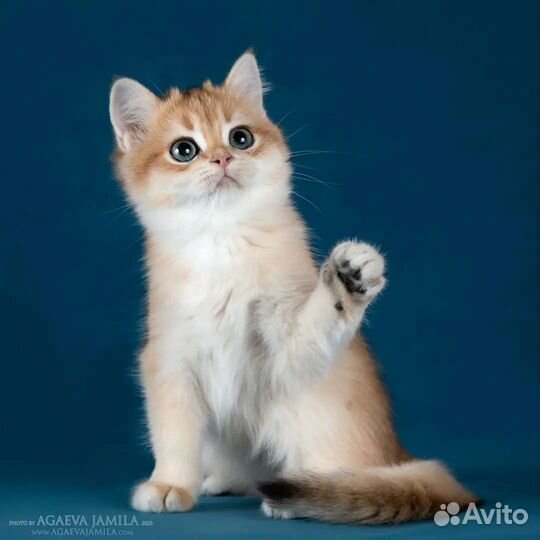 Мальчик золотая британская шиншилла