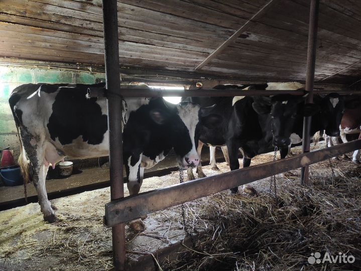Коровы стельная и первотелка
