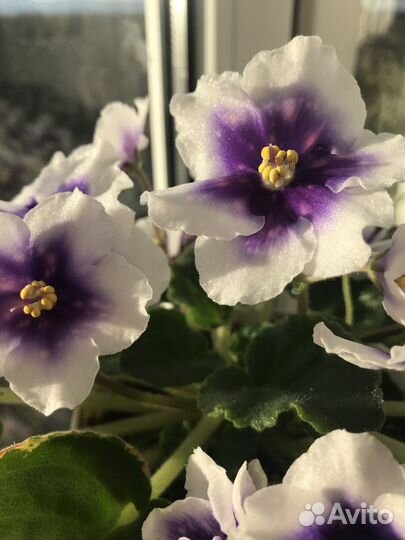 Сортовая фиалка, фикус, сциндапсус, декабрист