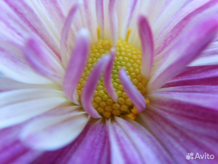 Эсхинантус цветок и хризантема домашняя цветок