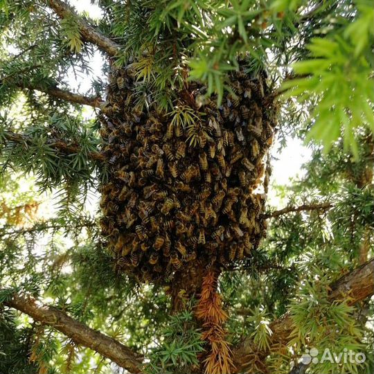 Пчеловод, сниму рой пчёл