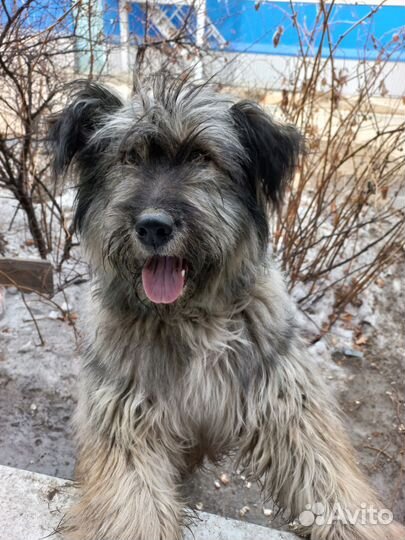 Найдена собака