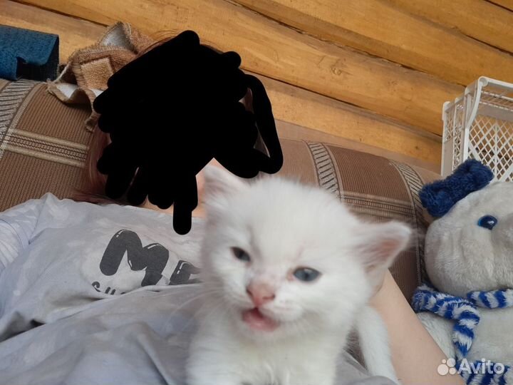 Похожий котенок