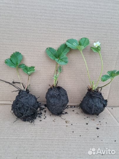 Рассада клубники