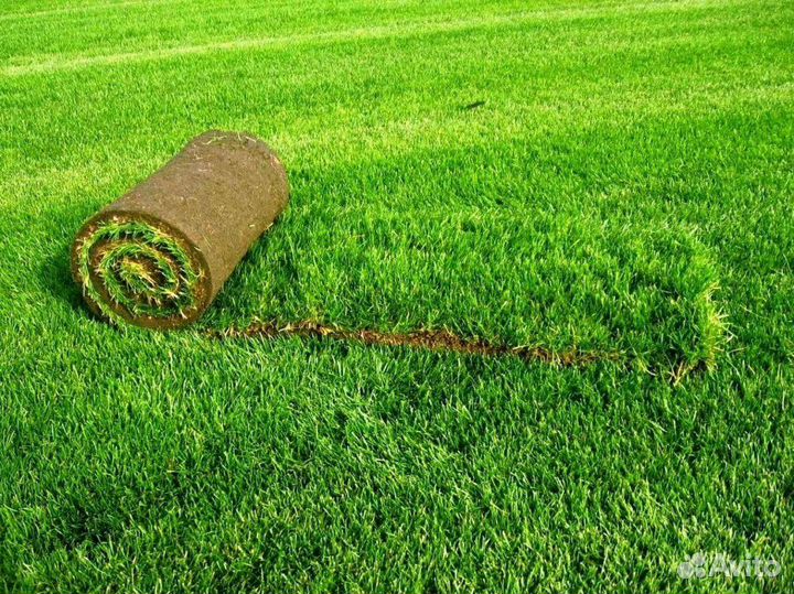 Рулонный газон с доставкой.Газонная трава в рулоне