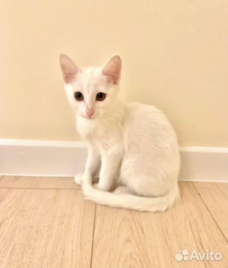 Котенок. Девочка по имени Невеста