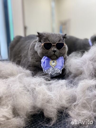 Стрижка собак, кошек