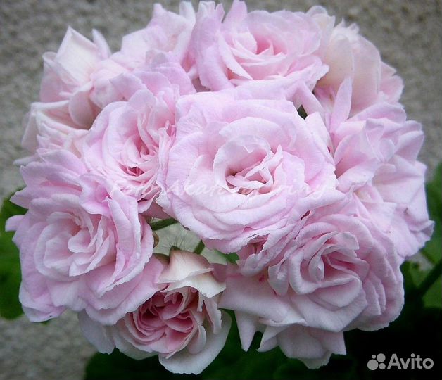 Черенки пеларгонии