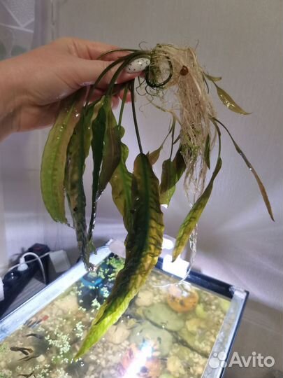 Криптокорина Пистия Роголистник водоросли