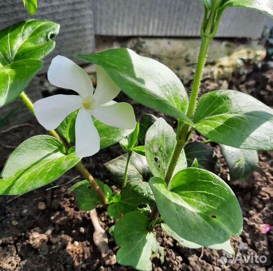 Цветы уличные