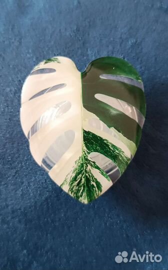 Держатель для телефона попсокет Филодендрон