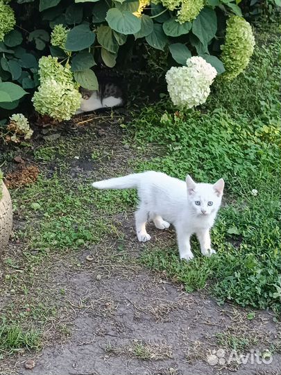 Котики бесплатно в добрые руки