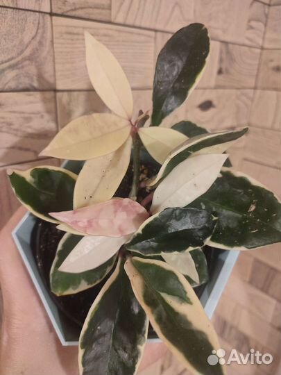 Хойя карноза альбомаргината