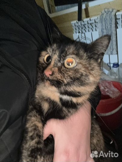 Кошечка в добрые руки