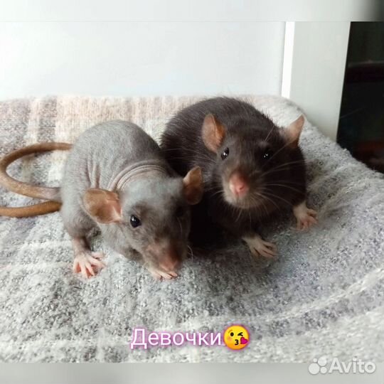 Крысы, крысята дамбо и стандарт