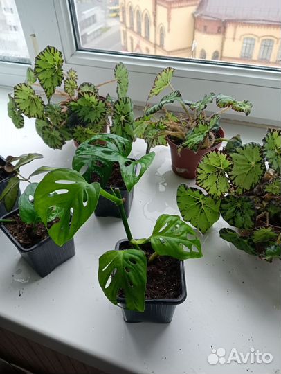 Бегония, монстера Манки,хойя