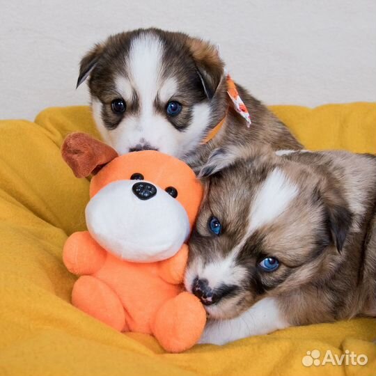 Щенки ищутмампап