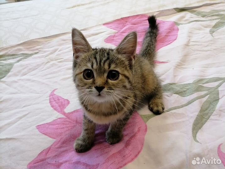 Найдена кошечка