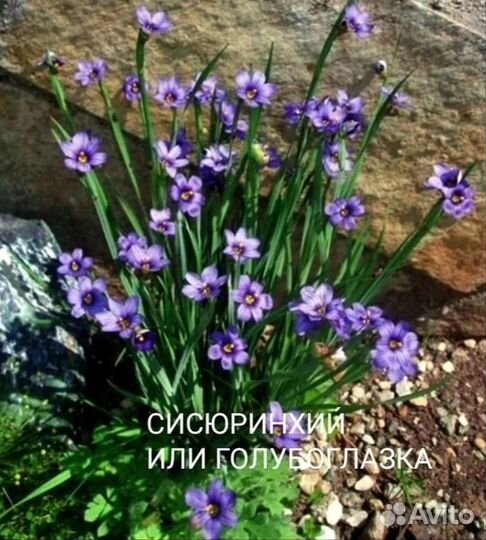 Цветы многолетники