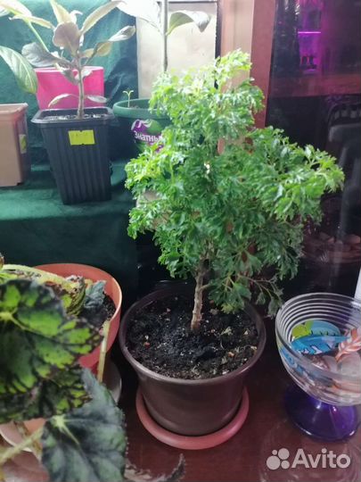 Домашние цветы