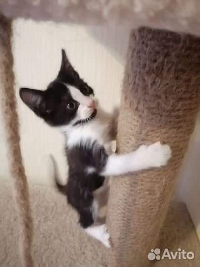 Котенок мальчик)