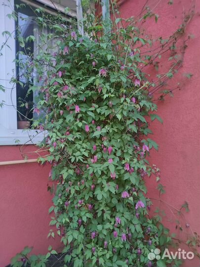 Саженцы клематиса