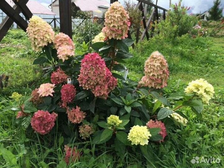 Гортензия метельчатая граффити зкс